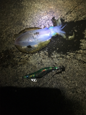 アオリちゃんとの勝負は引き分け？