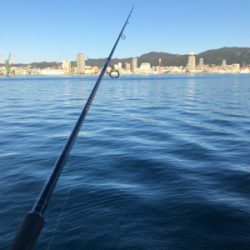 タチウオばかり