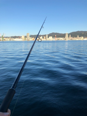 タチウオばかり