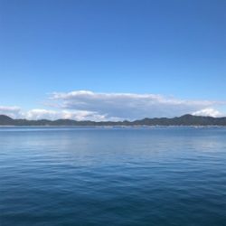 アオリイカ釣果