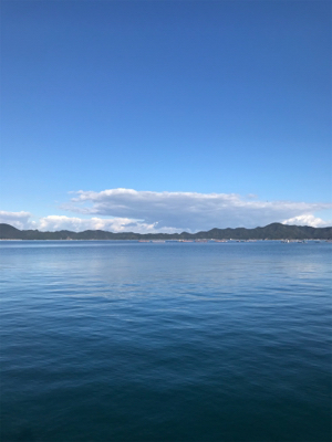 アオリイカ釣果