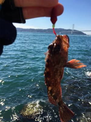 ショアジギ か〜ら〜の〜