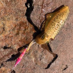 秋イカエギング