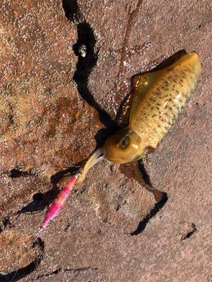 秋イカエギング