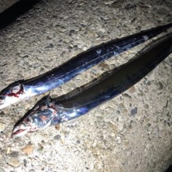 休日のタッチ〜釣行! 出遅れた(´༎ຶོρ༎ຶོ`)