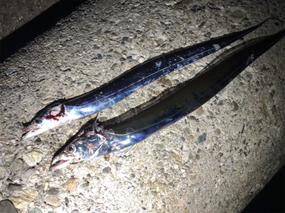 休日のタッチ〜釣行！ 出遅れた(´༎ຶོρ…