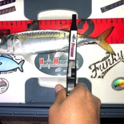 多魚種釣れました(´∇`)