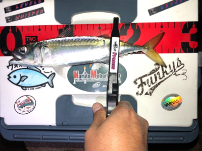 多魚種釣れました(´∇`)