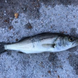 ダンゴ釣りのはずが