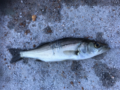 ダンゴ釣りのはずが