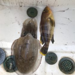 マイボート、ジギングティップラン釣行