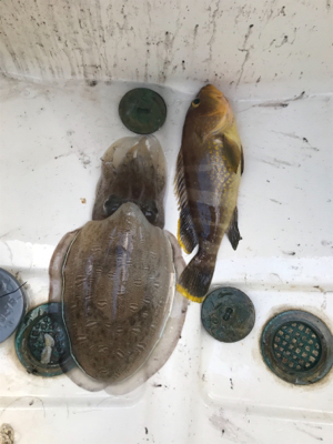 マイボート、ジギングティップラン釣行