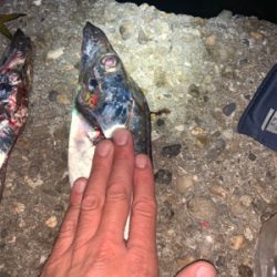 サイズアップを狙って!