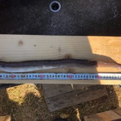 アナゴが大爆釣です