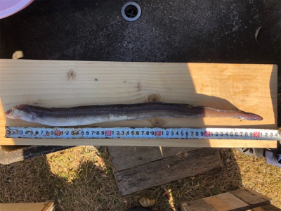 アナゴが大爆釣です