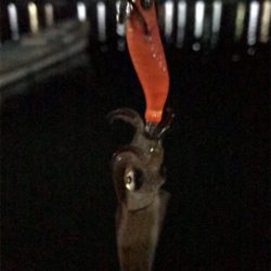 イカの引きを味わいたくて