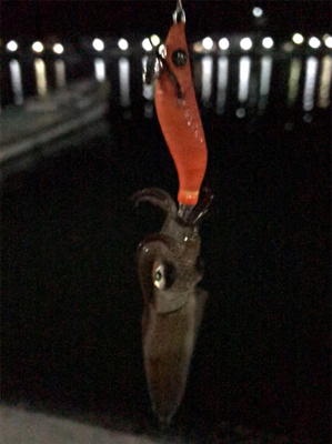 イカの引きを味わいたくて