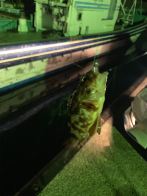 明石アジング不調