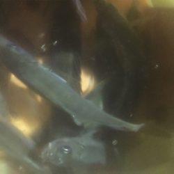 タチウオ&メバリングの2ラウンド