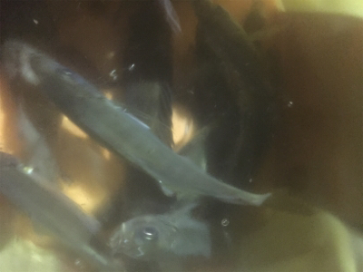 タチウオ&メバリングの2ラウンド