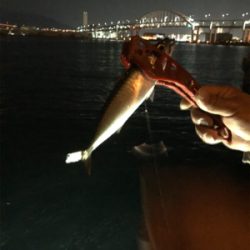 親父たちの釣行 大阪湾編