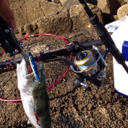 サゴシ45cm,アオリイカ500g,紅イカ63cm