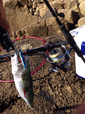 サゴシ45cm,アオリイカ500g,紅イカ63cm