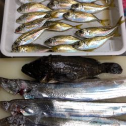 地元ちょこっと太刀魚釣り