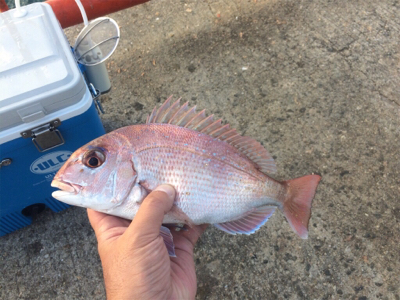 平磯・秋のタイ祭り！