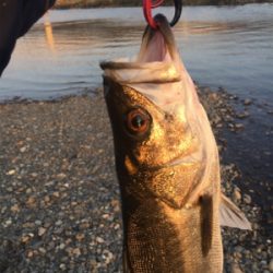 落ちアユパターン⁉︎