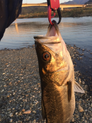 落ちアユパターン⁉︎