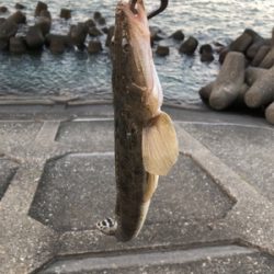 久々のチニング