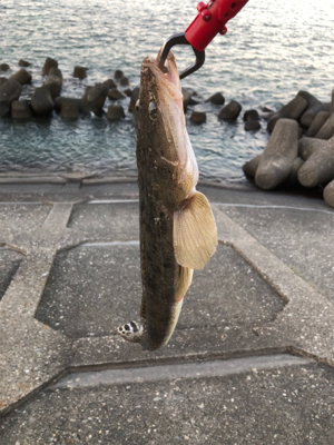 久々のチニング