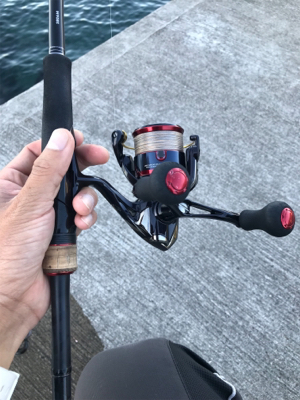 アオリイカ釣果