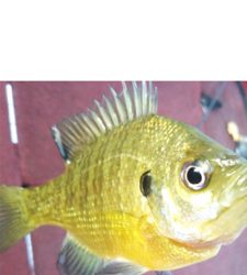 久々なバス釣り