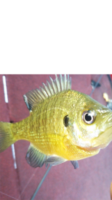 久々なバス釣り