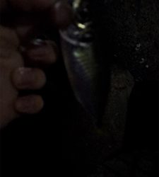 アジがたくさん釣れた