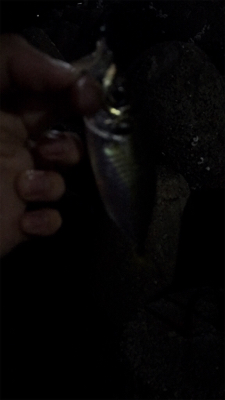 アジがたくさん釣れた