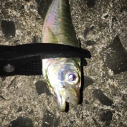 短時間アジング