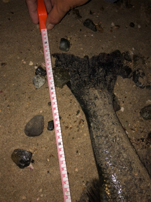 一発でサヨリパターン攻略