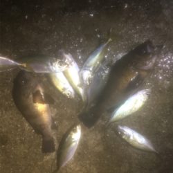 タチウオ、メバルの2ラウンド2日目