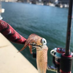 昼間のヒイカ調査