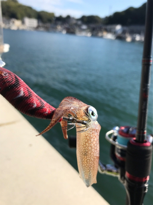 昼間のヒイカ調査