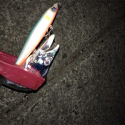 タチウオ複数げっと!