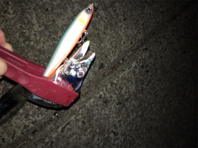 タチウオ複数げっと!