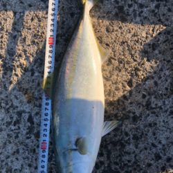 1年がかりで初ハマチ！