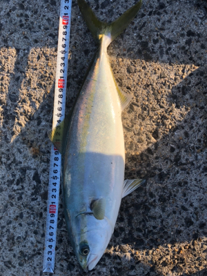 1年がかりで初ハマチ！