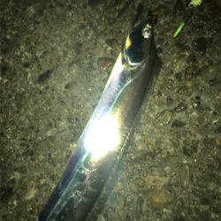 尻尾のないタチウオGET (^^)v