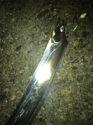 尻尾のないタチウオGET (^^)v