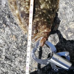 ヒラメとサヨリ